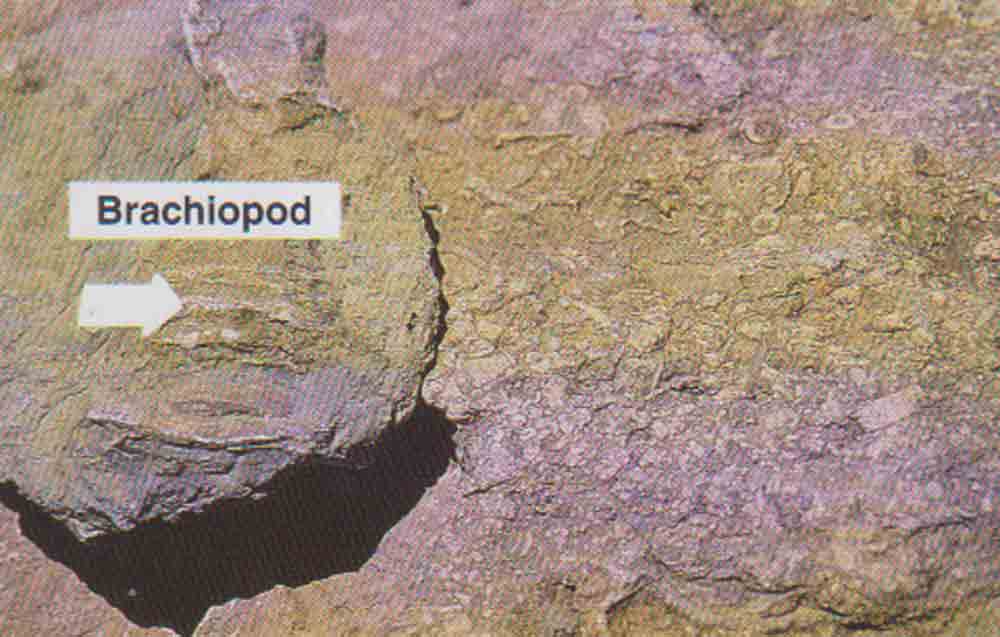 brachiopod
