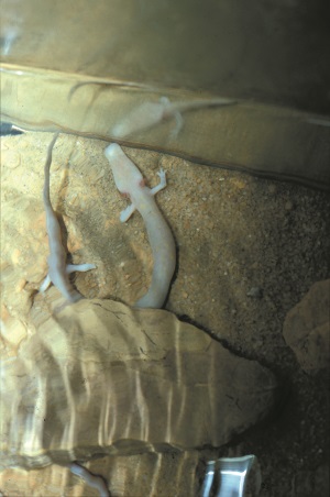 CaveOlm