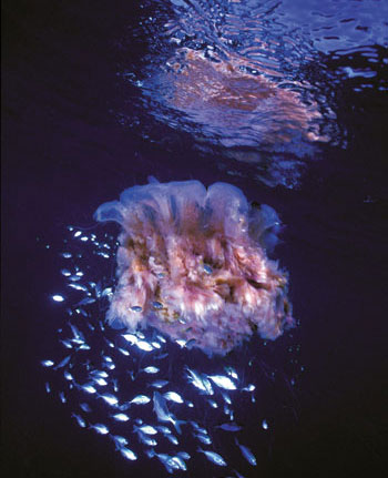 Lions-mane-jellyfish