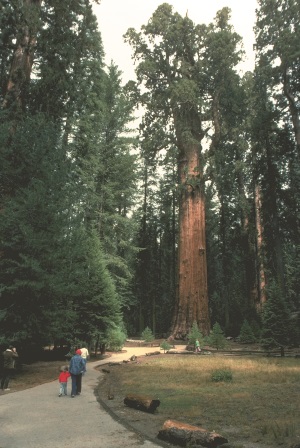 General_Sherman_tree