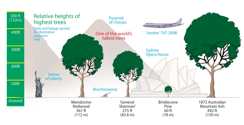 general sherman tree comparison