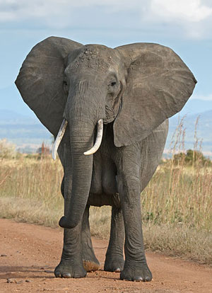 African-elephant