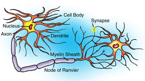 248neuron