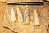 BelemiteFossils