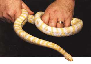 271-hybrid-snake