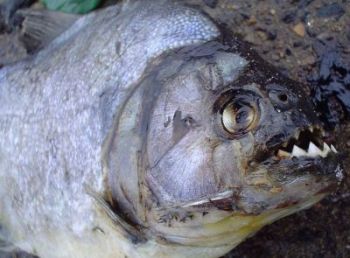 piranha eating live cow