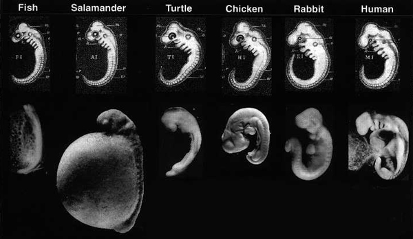 Embryo photos