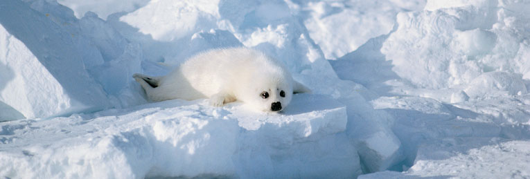 seal-snow