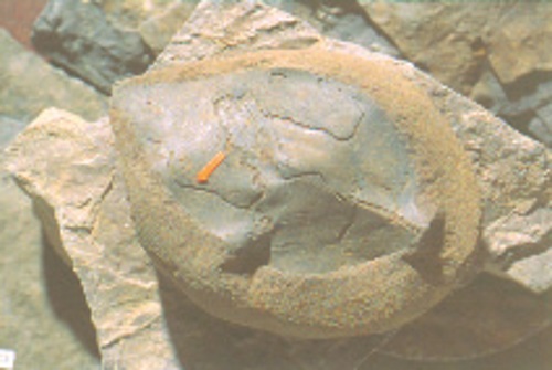 Leaf_Fossil