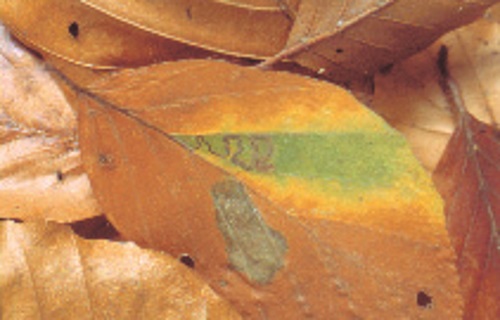 Leaf_Lava