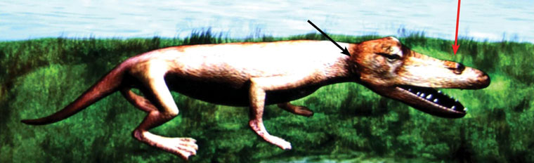 Ambulocetus