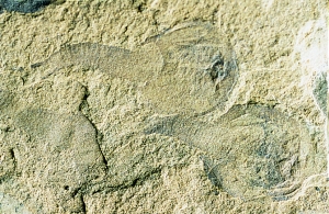 335-fossil-tadpole-shrimp