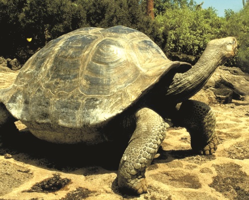 GalapagosTortise