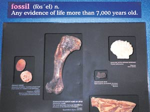 fossil