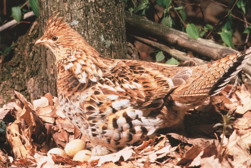 ruffed-grouse