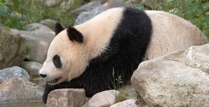 Who's Got Two Pseudothumbs and Loves Bamboo? This Panda Bear