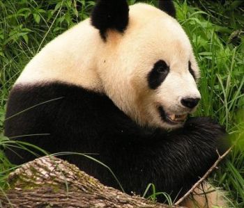 Giant panda  WWF Australia