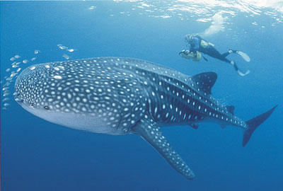 whale-shark