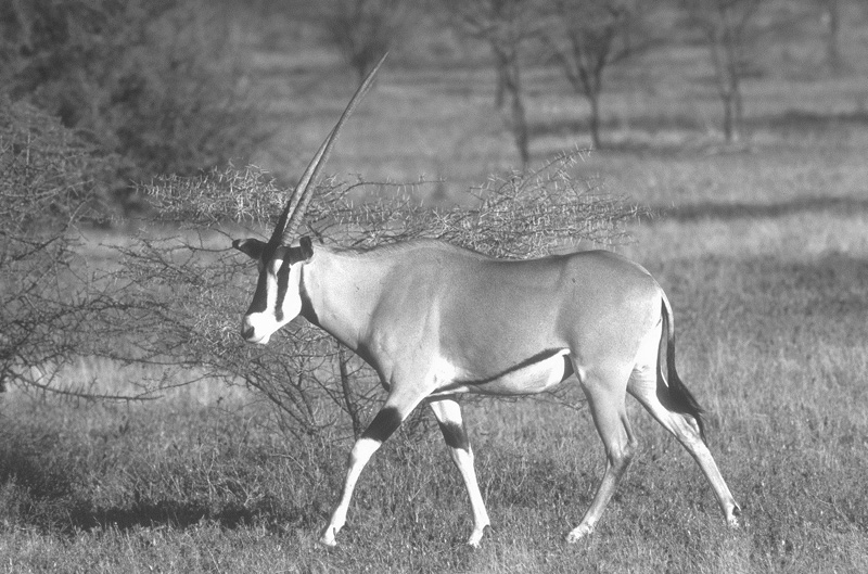 Oryx