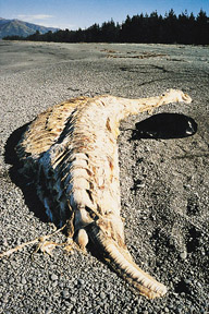 Rotting basking shark (photo by Bev Elliott)