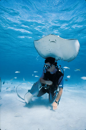 diver-stringray-southern