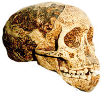 the Taung child skull