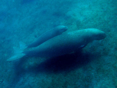 dugong-with-baby