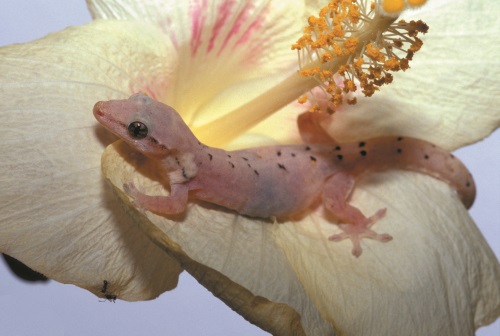 GeckoOnLeaf