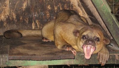 525-kinkajou-yawning