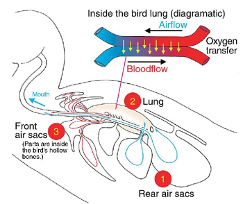 Inside the bird lung