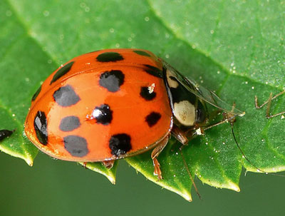 ladybeetle