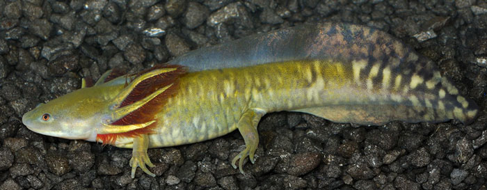 Salamanders are living fossils!