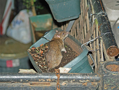 brown-rat