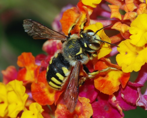 BeeAnthidium