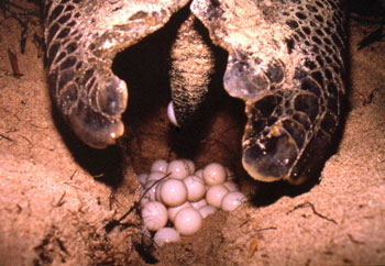 turtle-eggs