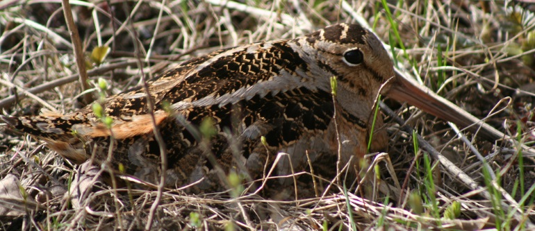 AmericanWoodcock