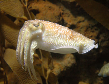 cuttlefish