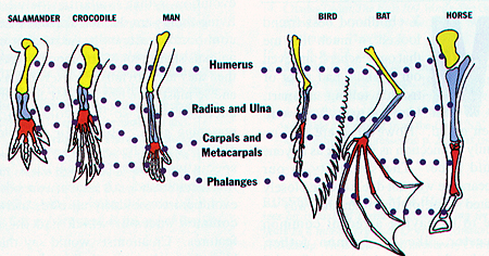 Limb bone of six different types of animal