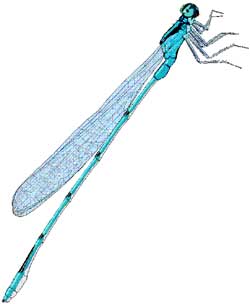 damselfly drawing