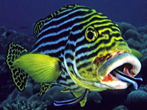 cleanerwrasse