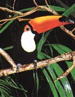 Toucan