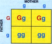 Possible genetic combinations