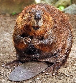 812-american-beaver