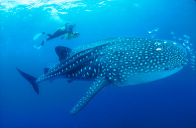 whale-shark