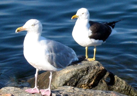 lesser-black-backed-gull