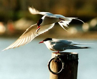 arctic-tern