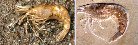 Penaeus & Antrimpos Shrimp