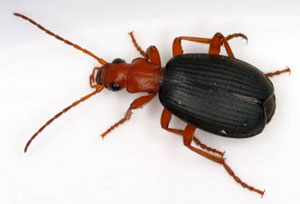 bombardier beetle