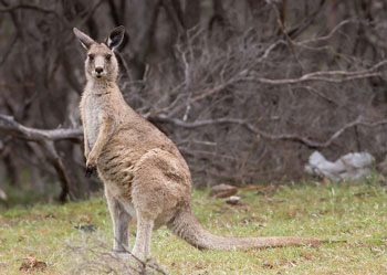 macropus