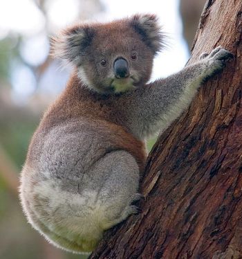 1302-koala-climbing